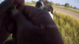 Kind cyclist uses sausage to remove sharp fishing hook piercing through dog's mouth in Thailand