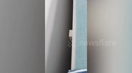 Pet owner helps parrot stuck in narrow space between bed and wall