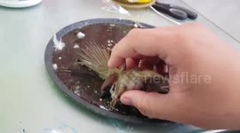Kind resident saves wild sparrow stuck in rat trap in his room