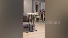 Smart dog works hard to reach squeaky toy