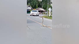 Brave villagers lure deadly 9ft-long king cobra away from road using bamboo stick in Thailand