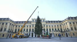 African elephants chomp on dismantled Christmas tree at Vienna zoo
