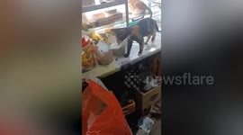 Cheeky pet kitten steals banknote from owner to use as toy