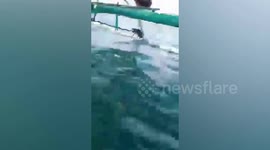 Good Samaritans rescue stray dog struggling to keep afloat at sea