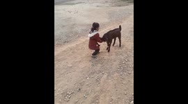 my daughter playing with goat animal . animal lovers