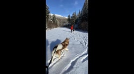 Playful Snow Dogs love to wrestle with each other on our walk in the mountain Canadian wilderness