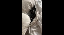 Dog sleeping in bed like a human