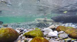 Chinook Salmon Spawning, April 2016, at 4K resolution. South Island, New Zealand