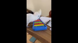 Excitable cockatoo has time of its life playing the xylophone