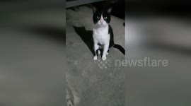 Meu Gatinho Esperando e miando, ele esta muito alegre e querendo comida