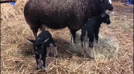 Breed of rare sheep that look like BADGERS has successfully been bred in England