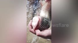 Chinese woman discovers fish 'without mouth'