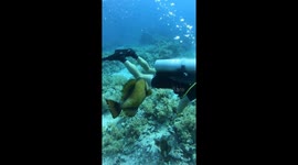 Moment triggerfish bites scuba diver in Egypt