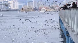 Tourists Feed Seagulls At The Dianchi Lake Haigeng Dam in Kunming, China