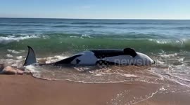 Orca dies after beaching itself in Florida, becoming state's first on record