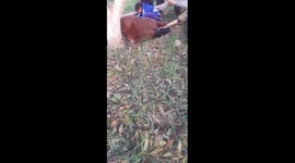 rescue to a failed horse and  right of animal. wildlife international