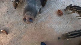 uncommon white wild boar 2 cubs and group  looking for food in the temple