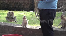 Monkeys damage vehicles and climb on people in Lopburi, Thailand