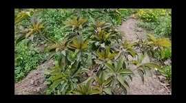The trend of farmers Horticulture, cultivation of flowers and organic vegetables