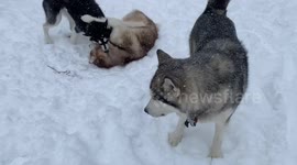 Recent Eastern Canadian snowstorm was a reason for our Alaskan Malamutes to celebrate playfully together