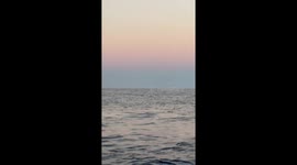 Whale breaching. Close up. Cabo San Lucas.