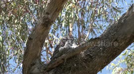 Nearly invisible – a beautifully camouflaged Tawny Frogmouth on the nest with two fluffy chicks.