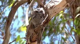 Female Tawny Frogmouth staring with her huge yellow eyes and gaping – showing her yellow mouth