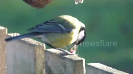 Great tit with a really unusual long beak at my bird table trying to eat.