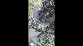 plane carrying 72 people including crew crashes in pokhra