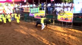 Around 60 injured at bull-taming event in southern India