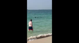 Terrifying moment shark swims around bathers in Dubai, UAE