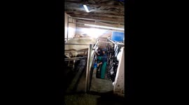Dairy Farm milking SESSION in the Afternoon at Elim Village in the Western Cape Province South Africa
