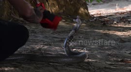 Burmese jungle snake charmer, 68, shows how he bites live COBRAS
