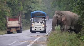 Greedy wild elephant stops passing trucks to steal sugarcane