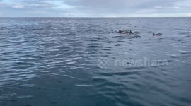 A pod of dolphin swimming in the bay of Tamarin in Mauritius