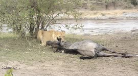 Wildebeest comes back from dead after being dragged to ground by throat by lioness attack