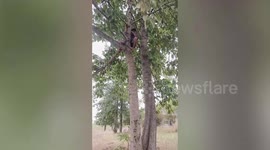 Loving pet owner climbs up tree to rescue trapped cat