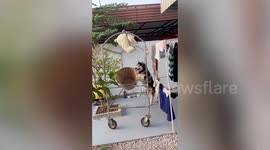 Determined pet Siberian Husky stands on hind legs to reach stuffed toy