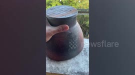 Thrilled resident finds baby birds in nest under bowl in kitchen