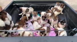 Dozens of fluffy pet puppies enjoy riding back of pickup truck