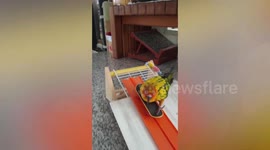 Awesome parrot shows off skateboarding skills on homemade slide