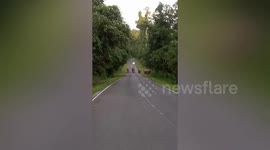 Herd of wild elephants walk on mountainous road in Thailand