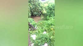 Two monitor lizards scamper into river after being caught hugging