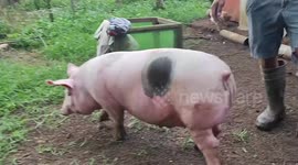Chubby pet pig snacks on grass outside enclosure