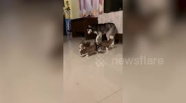 Adorable Siberian Husky puppies run up to happy owner clapping