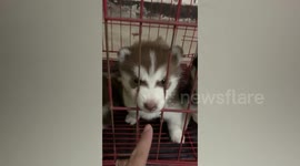 Adorable pet Siberian Husky puppies greet owner from inside cage
