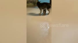 Adorable mother Siberian Husky dog spends quality playtime with puppy