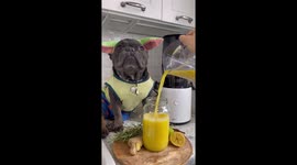 French Bulldog makes winter cold pressed juice in Baby Yoda outfit!