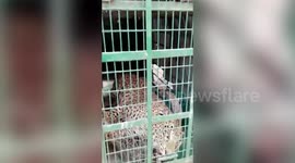 Leopard removed and relocated after entering resident's house in India