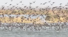 Aerial video shows thousands of birds flying in China
